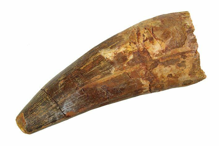 Real Fossil Spinosaurus Tooth - Beastly Dinosaur Tooth #351507